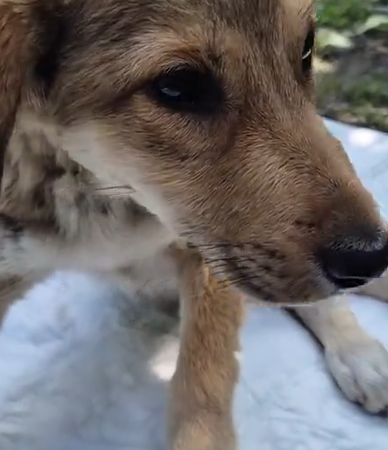 Part2 Animals Rescue #dogrescue #rescuedog #dogsofttiktok #foryoupage #foryou #dogs