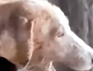 Part2 Animals Rescue #dogrescue #rescuedog #dogsofttiktok #foryoupage #foryou #dogs