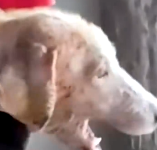 Part2 Animals Rescue #dogrescue #rescuedog #dogsofttiktok #foryoupage #foryou #dogs