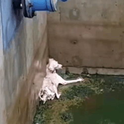 Part2 Animals Rescue #dogrescue #rescuedog #dogsofttiktok #foryoupage #foryou #dogs