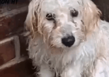 Part2 Animals Rescue #dogrescue #rescuedog #dogsofttiktok #foryoupage #foryou #dogs