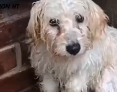 Part2 Animals Rescue #dogrescue #rescuedog #dogsofttiktok #foryoupage #foryou #dogs