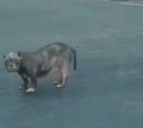 Part2 Animals Rescue #dogrescue #rescuedog #dogsofttiktok #foryoupage #foryou #dogs