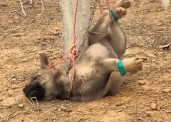 Part2 Animals Rescue #dogrescue #rescuedog #dogsofttiktok #foryoupage #foryou #dogs