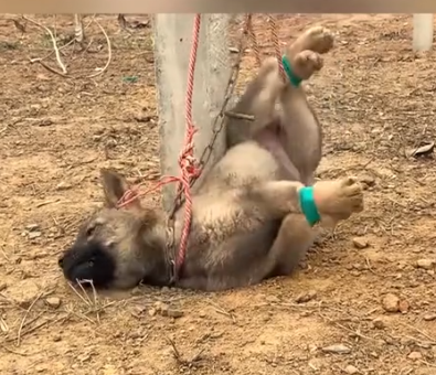 Part2 Animals Rescue #dogrescue #rescuedog #dogsofttiktok #foryoupage #foryou #dogs