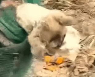 Part2 Animals Rescue #dogrescue #rescuedog #dogsofttiktok #foryoupage #foryou #dogs