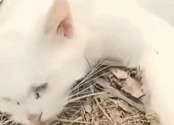 Part2 Animals Rescue #dogrescue #rescuedog #dogsofttiktok #foryoupage #foryou #dogs