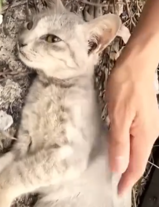 Part2 Animals Rescue #dogrescue #rescuedog #dogsofttiktok #foryoupage #foryou #dogs