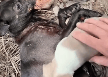 Part2 Animals Rescue #dogrescue #rescuedog #dogsofttiktok #foryoupage #foryou #dogs