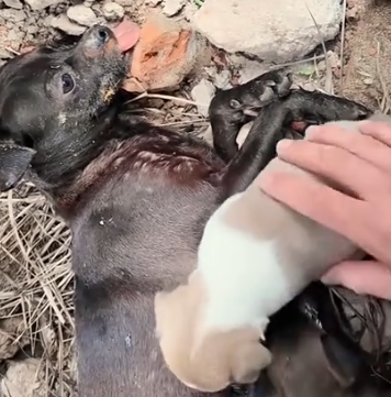 Part2 Animals Rescue #dogrescue #rescuedog #dogsofttiktok #foryoupage #foryou #dogs