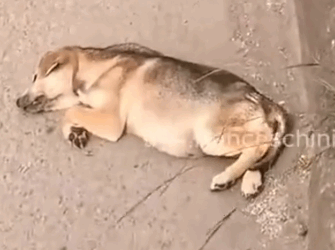 Part2 Animals Rescue #dogrescue #rescuedog #dogsofttiktok #foryoupage #foryou #dogs