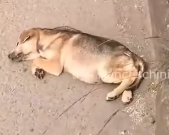 Part2 Animals Rescue #dogrescue #rescuedog #dogsofttiktok #foryoupage #foryou #dogs