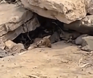 Part2 Animals Rescue #dogrescue #rescuedog #dogsofttiktok #foryoupage #foryou #dogs