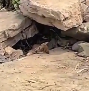 Part2 Animals Rescue #dogrescue #rescuedog #dogsofttiktok #foryoupage #foryou #dogs