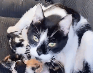 Stray Cat Gives Birth In Woman’s Jeep_part2