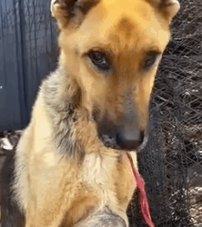 Animal burned and thrown into the street like trash_part2