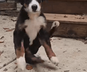 Part2 Animals Rescue #dogrescue #rescuedog #dogsofttiktok #foryoupage #foryou #dogs