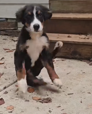 Part2 Animals Rescue #dogrescue #rescuedog #dogsofttiktok #foryoupage #foryou #dogs