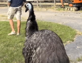 Part2 Animals Rescue #dogrescue #rescuedog #dogsofttiktok #foryoupage #foryou #dogs