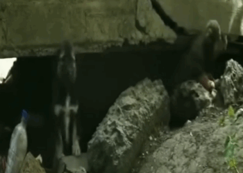 Part2 Animals Rescue #dogrescue #rescuedog #dogsofttiktok #foryoupage #foryou #dogs