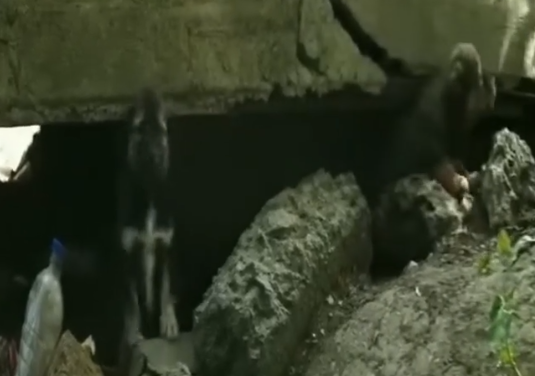 Part2 Animals Rescue #dogrescue #rescuedog #dogsofttiktok #foryoupage #foryou #dogs