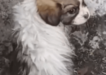 Part2 Animals Rescue #dogrescue #rescuedog #dogsofttiktok #foryoupage #foryou #dogs