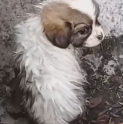 Part2 Animals Rescue #dogrescue #rescuedog #dogsofttiktok #foryoupage #foryou #dogs