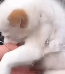 Part2 Animals Rescue #dogrescue #rescuedog #dogsofttiktok #foryoupage #foryou #dogs