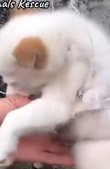 Part2 Animals Rescue #dogrescue #rescuedog #dogsofttiktok #foryoupage #foryou #dogs