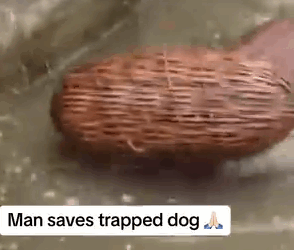 Part2 Animals Rescue #dogrescue #rescuedog #dogsofttiktok #foryoupage #foryou #dogs