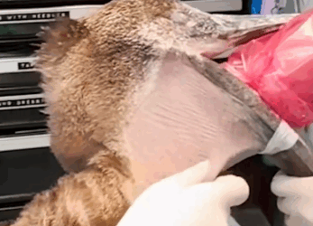 Part2 Animals Rescue #dogrescue #rescuedog #dogsofttiktok #foryoupage #foryou #dogs