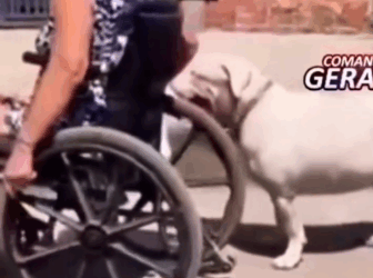 Part2 Animals Rescue #dogrescue #rescuedog #dogsofttiktok #foryoupage #foryou #dogs