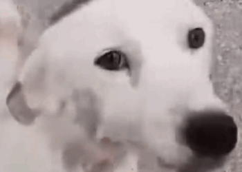 Part2 Animals Rescue #dogrescue #rescuedog #dogsofttiktok #foryoupage #foryou #dogs