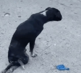 Part2 Animals Rescue #dogrescue #rescuedog #dogsofttiktok #foryoupage #foryou #dogs