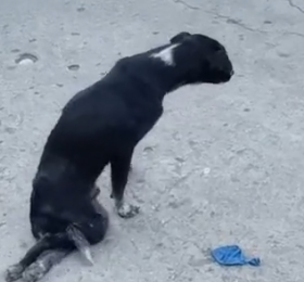 Part2 Animals Rescue #dogrescue #rescuedog #dogsofttiktok #foryoupage #foryou #dogs