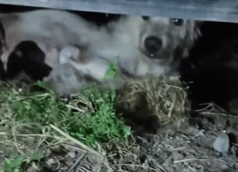 Part2 Animals Rescue #dogrescue #rescuedog #dogsofttiktok #foryoupage #foryou #dogs