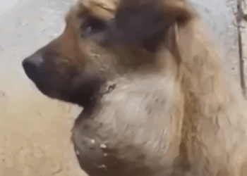 Part2 Animals Rescue #dogrescue #rescuedog #dogsofttiktok #foryoupage #foryou #dogs