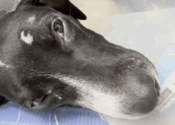 Part2 Animals Rescue #dogrescue #rescuedog #dogsofttiktok #foryoupage #foryou #dogs