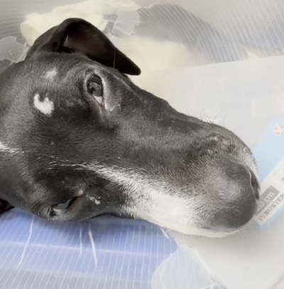 Part2 Animals Rescue #dogrescue #rescuedog #dogsofttiktok #foryoupage #foryou #dogs