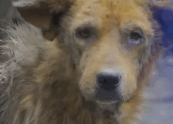 Part2 Animals Rescue #dogrescue #rescuedog #dogsofttiktok #foryoupage #foryou #dogs