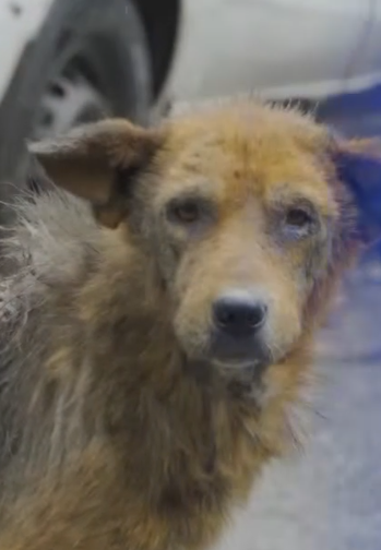 Part2 Animals Rescue #dogrescue #rescuedog #dogsofttiktok #foryoupage #foryou #dogs