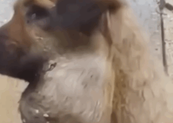 Part2 Animals Rescue #dogrescue #rescuedog #dogsofttiktok #foryoupage #foryou #dogs