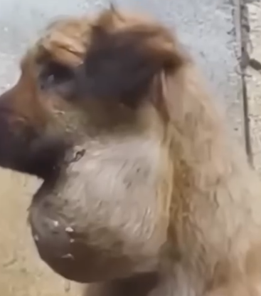 Part2 Animals Rescue #dogrescue #rescuedog #dogsofttiktok #foryoupage #foryou #dogs