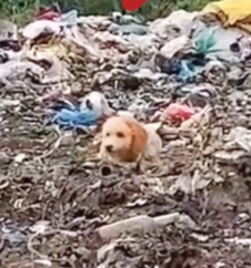 Part2 Animals Rescue #dogrescue #rescuedog #dogsofttiktok #foryoupage #foryou #dogs