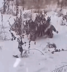 Part2 Animals Rescue #dogrescue #rescuedog #dogsofttiktok #foryoupage #foryou #dogs