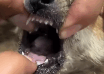 A sick abandoned puppy was rescued and taken to the vet_part2