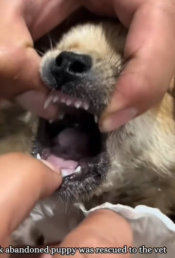 A sick abandoned puppy was rescued and taken to the vet_part2