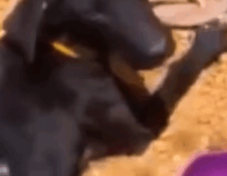 Part2 Animals Rescue #dogrescue #rescuedog #dogsofttiktok #foryoupage #foryou #dogs