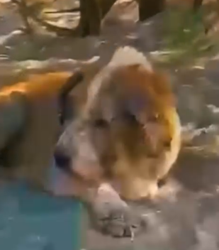 Part2 Animals Rescue #dogrescue #rescuedog #dogsofttiktok #foryoupage #foryou #dogs