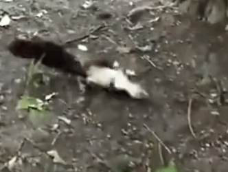 Part2 Animals Rescue #dogrescue #rescuedog #dogsofttiktok #foryoupage #foryou #dogs